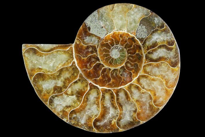 Agatized Ammonite Fossil (Half) - Madagascar #125050